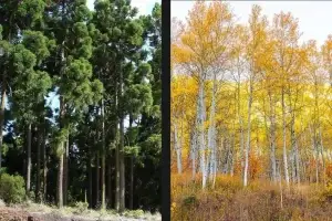 Aspen vs Cedar: Choosing the Right Wood for a Scandinavian Sauna